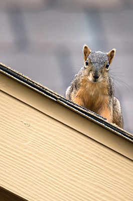 Squirrel on roof looking straight ahead - Dunrite Chimney