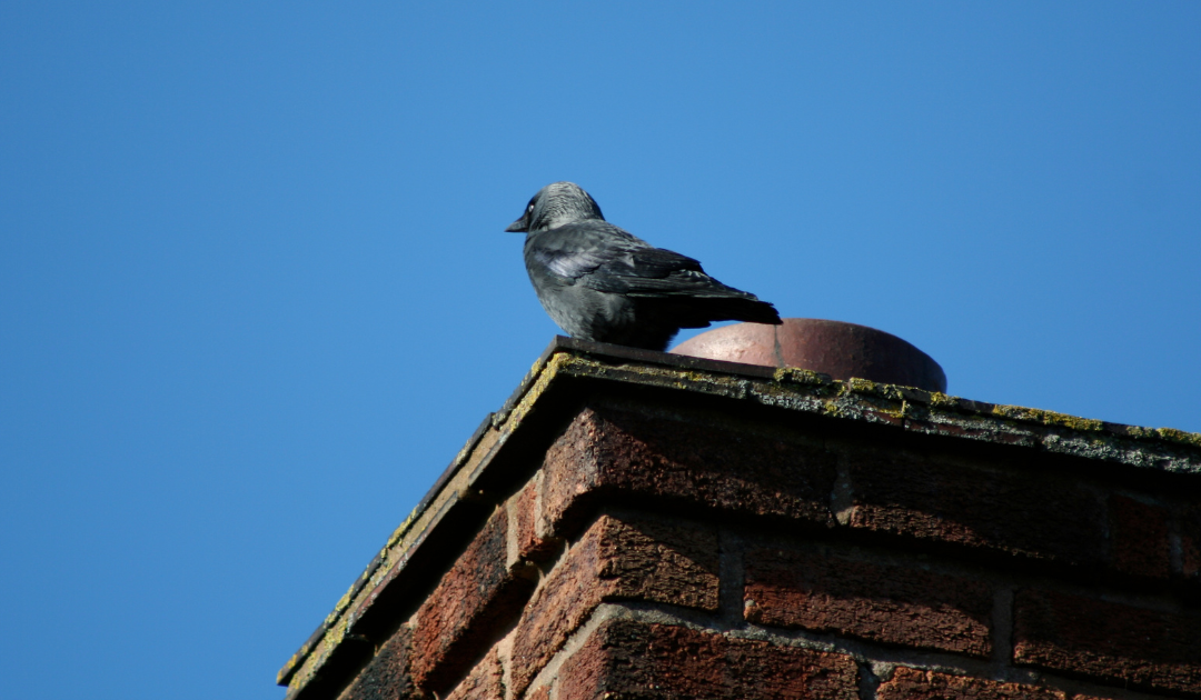 a gray bird sitting on top of a masonry chimney