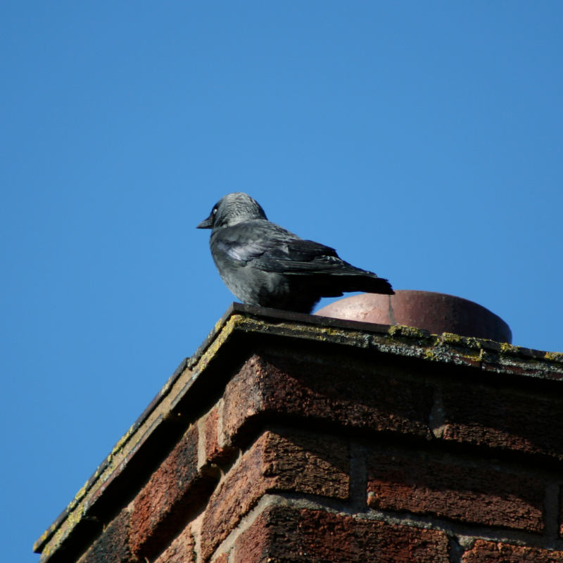 gray bird sitting on top of a masonry chimney structure