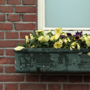 yellow flowers in a flower box on a masonry wall