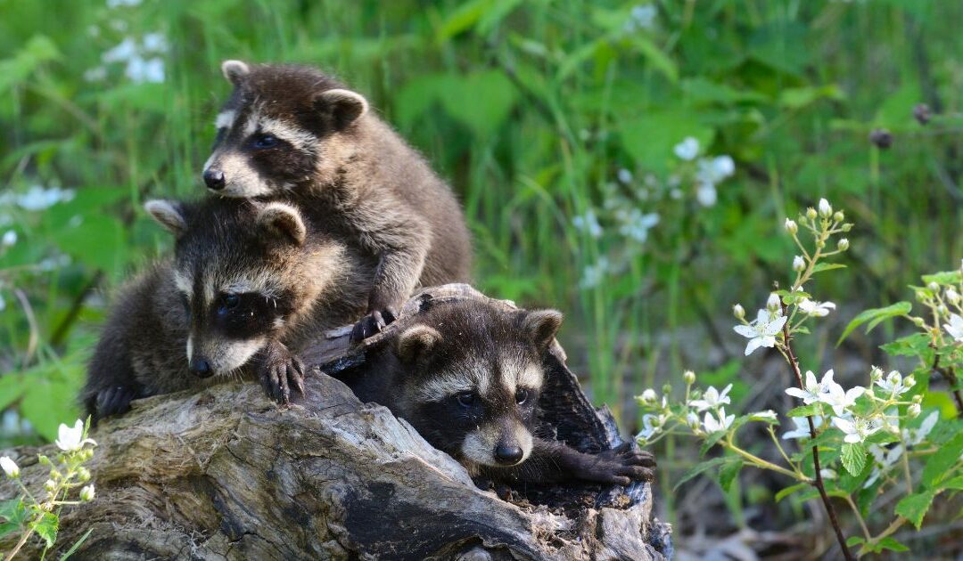 three baby raccoons resting in a pile