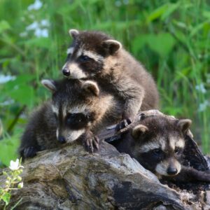 three baby raccoons resting in a pile