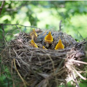 baby birds in a nest all chirping with mouths open wide