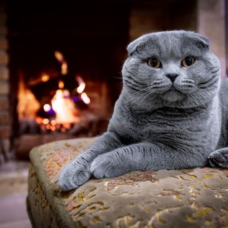 a fluffy gray cat lay on a soft chair by a fire in a fireplace 